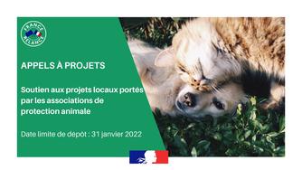 Appel à projets | France Relance - Pour lutter contre l’abandon des animaux de compagnie 