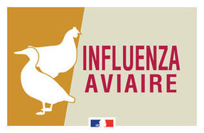 Influenza aviaire | Nouveaux foyers détectés dans le Morbihan le 27 novembre 2022