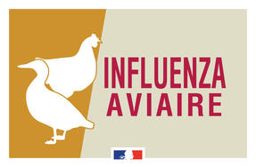 Influenza aviaire - Un nouveau foyer détecté dans le Morbihan le 5 avril 2022