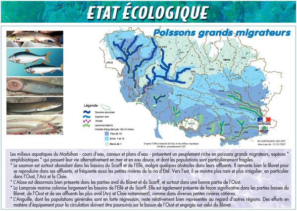 Carte de répartition des poissons grands migrateurs dans le Morbihan