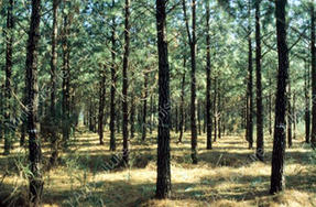 Aides à l'investissement  forestier - Appel à projet en cours