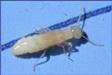 Les termites et autres insectes xylophages